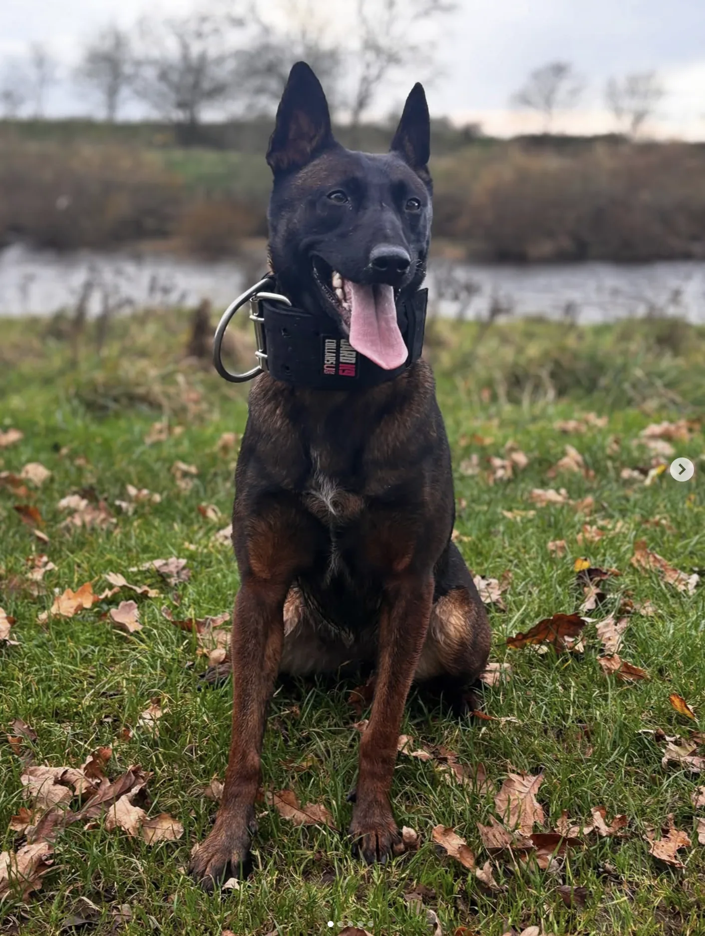 Personal protection dog